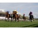  Carrera: P.Turandot II Monta: R.N.Valle Caballo: Bare Elegance